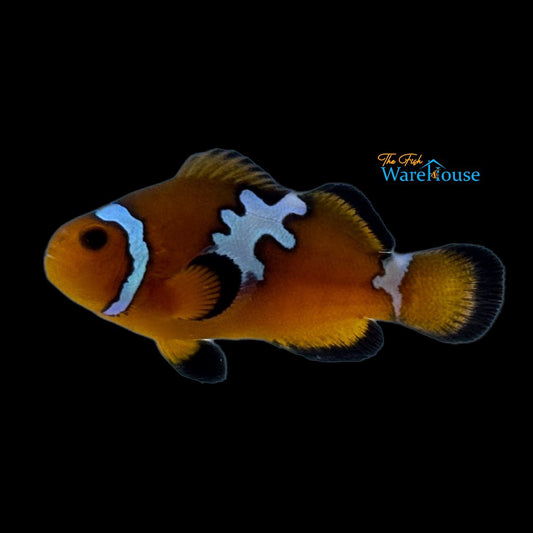 Lightning Mochaccino Clownfish (Amphiprion ocellaris x Amphiprion percula)