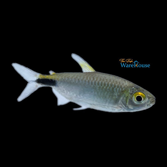 Alestes Tetra (Brycinus longipinnis)