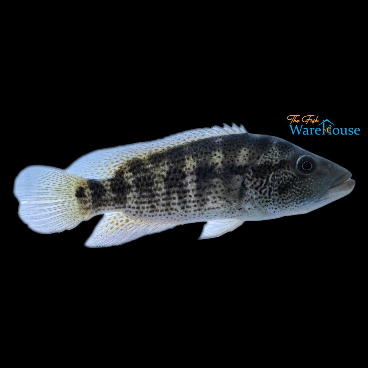 Dovii Cichlid (Parachromis dovii)