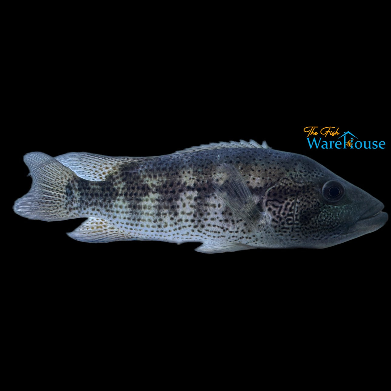 Dovii Cichlid (Parachromis dovii)