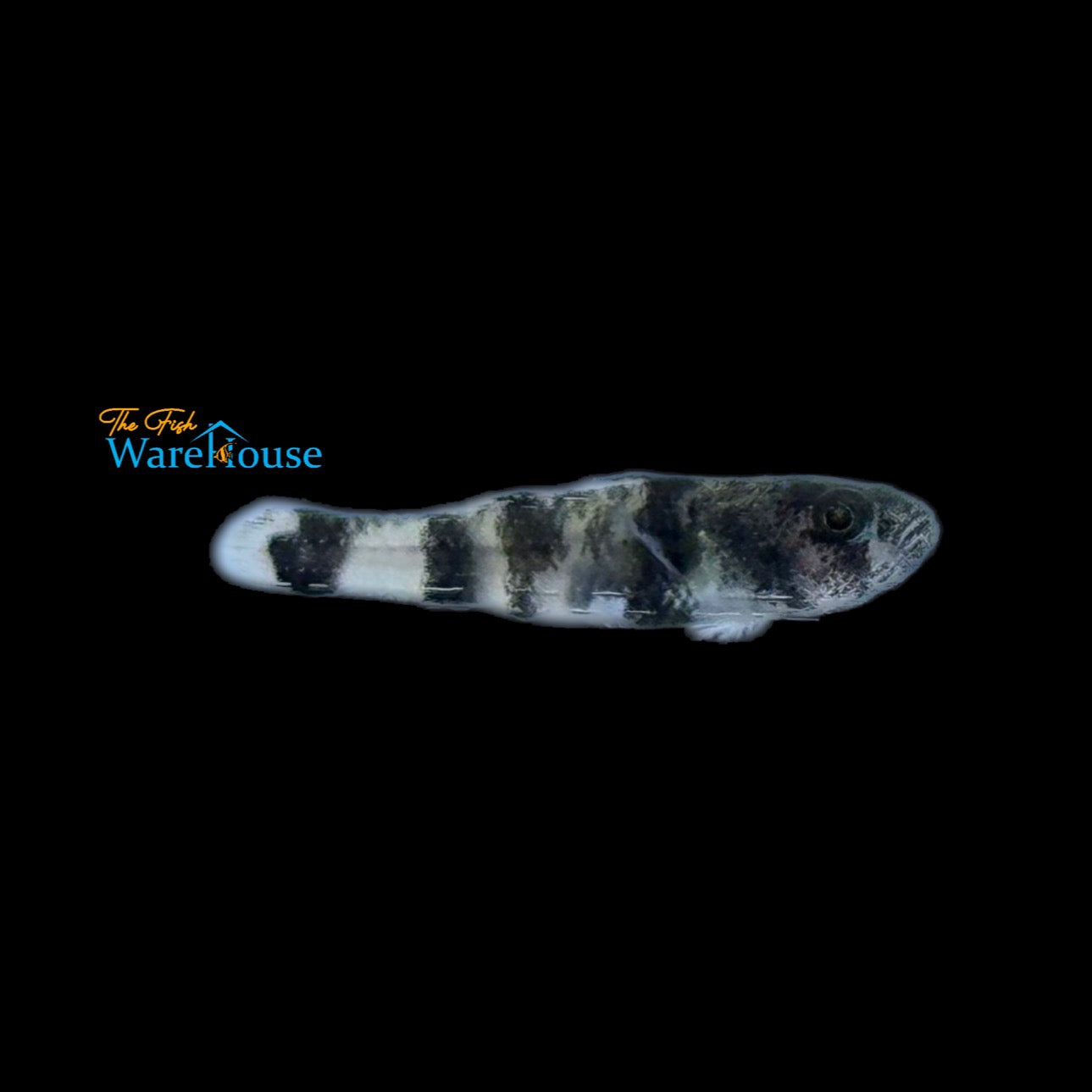 Gold Banded Bumblebee Goby (Brachygobius nunus)