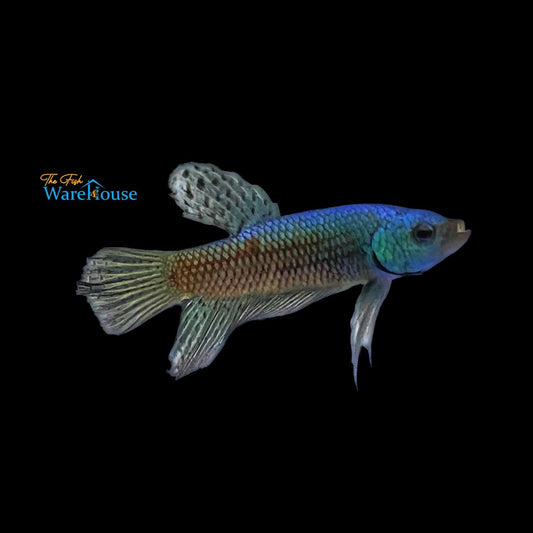 Alien Blue Plakat Betta - Female (Betta splendens)