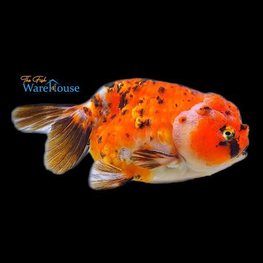 Assorted Lionhead Ranchu Goldfish (Carassius auratus)