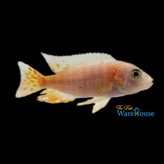 Dragon Blood Ahli (Aulonocara 'Dragon Blood' x Sciaenochromis fryeri)