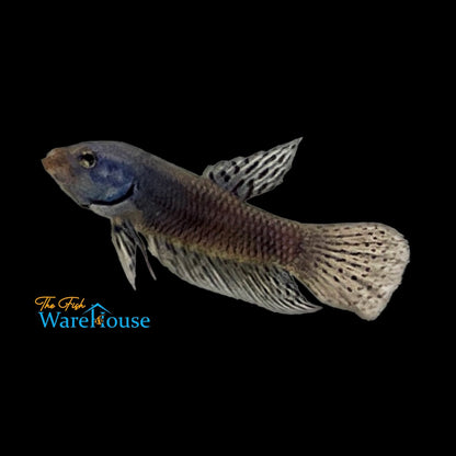 Alien Blue Plakat Betta - Male (Betta splendens)