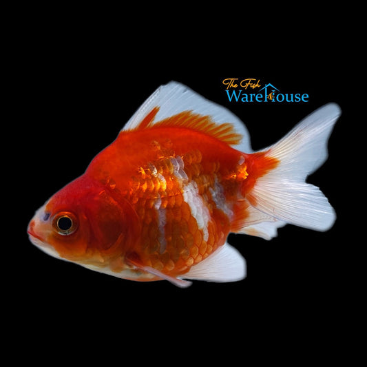 Assorted Ryukin Goldfish (Carassius auratus)