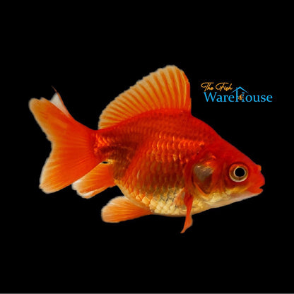 Assorted Ryukin Goldfish (Carassius auratus)