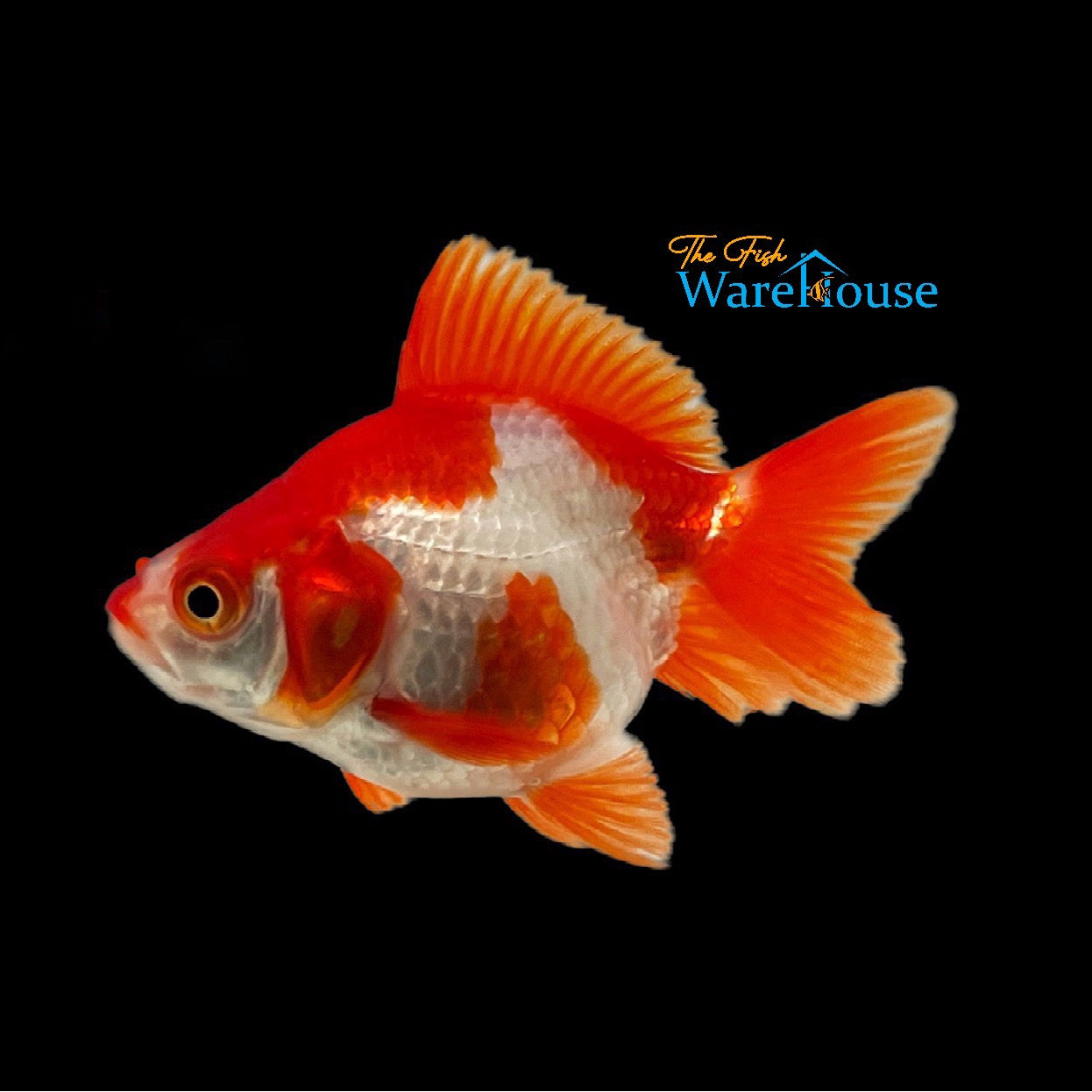 Assorted Ryukin Goldfish (Carassius auratus)