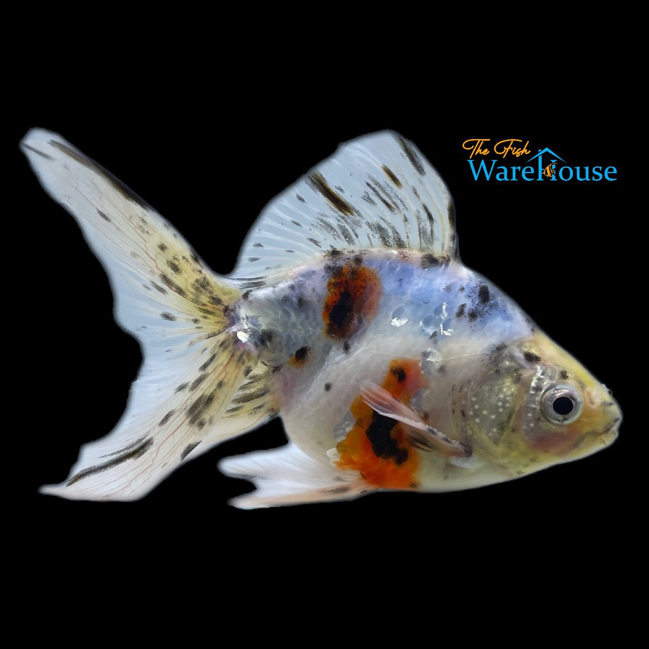 Calico Ryukin Goldfish (Carassius auratus)