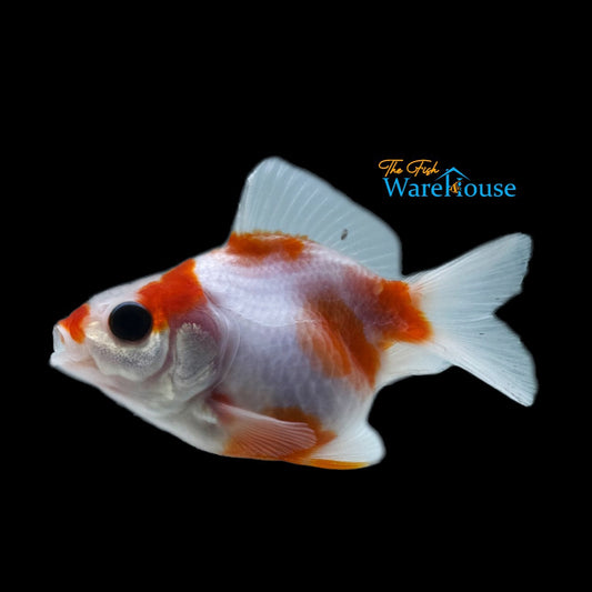 Sakura Ryukin Goldfish (Carassius auratus)