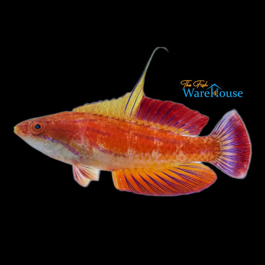 Redtail Flasher Wrasse (Paracheilinus rubricaudalis)