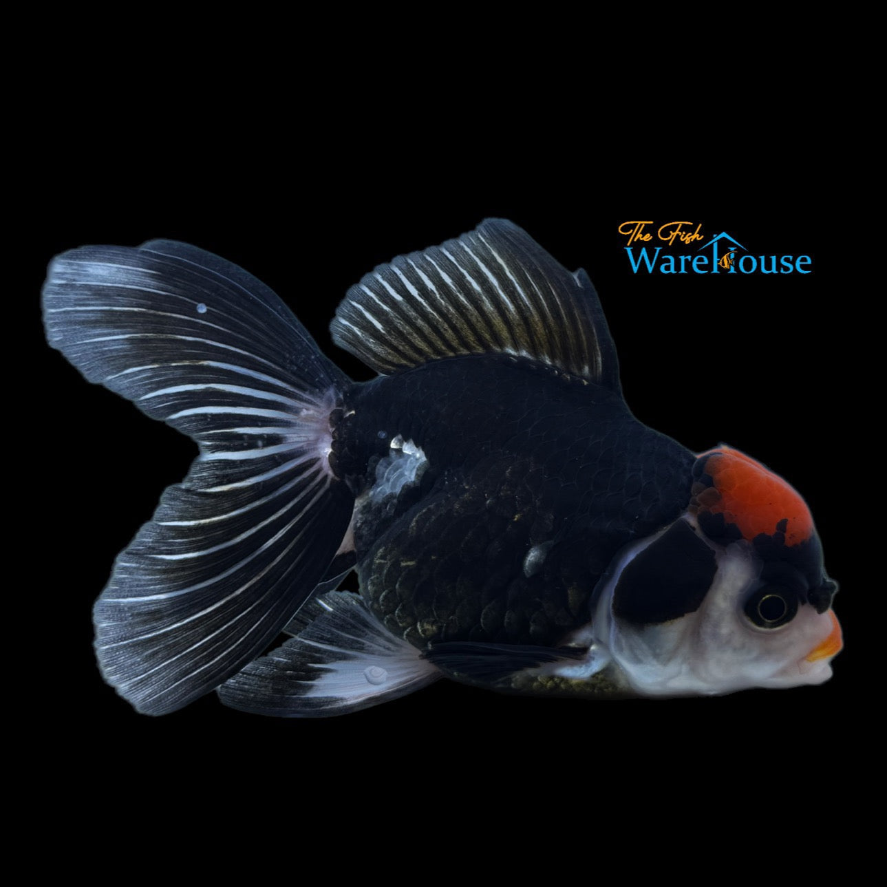 Tricolor Oranda Goldfish (Carassius auratus)