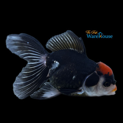 Tricolor Oranda Goldfish (Carassius auratus)