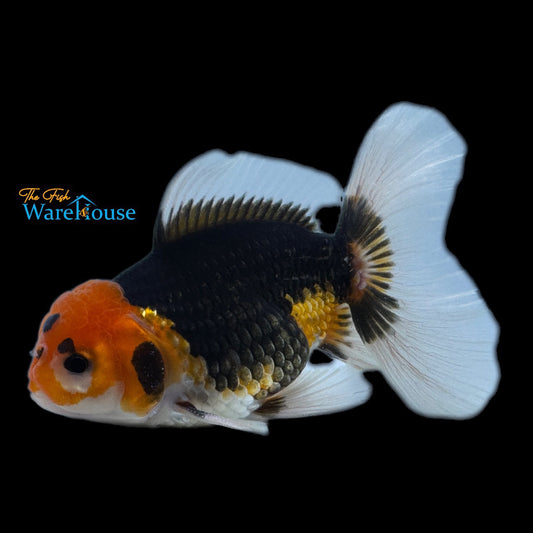 Tricolor Oranda Goldfish (Carassius auratus)