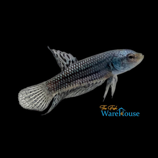 Alien Steel Blue Plakat Betta - Male (Betta splendens)