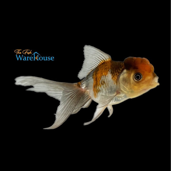 Tricolor Oranda Goldfish (Carassius auratus)