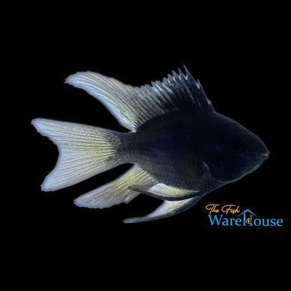 Balloon Black German Ram (Mikrogeophagus ramirezi 'German Black' balloon)