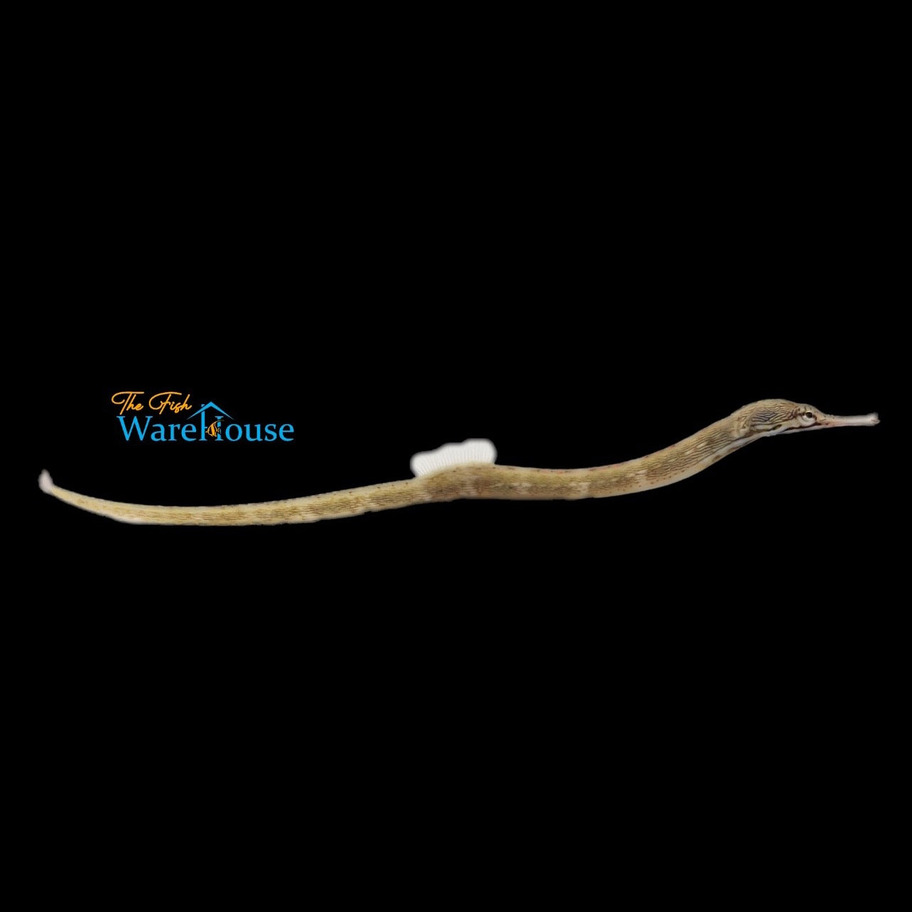 Dragonface Pipefish (Corythoichthys haematopterus)