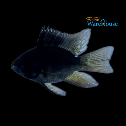 Balloon Black German Ram (Mikrogeophagus ramirezi 'German Black' balloon)