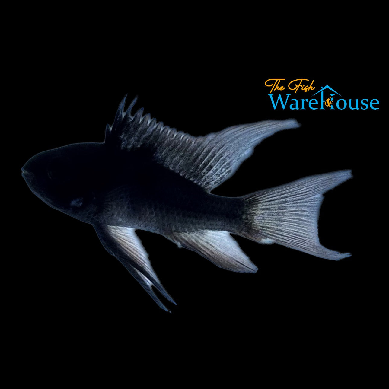 Longfin Black German Ram (Mikrogeophagus ramirezi 'German Black' longfin)