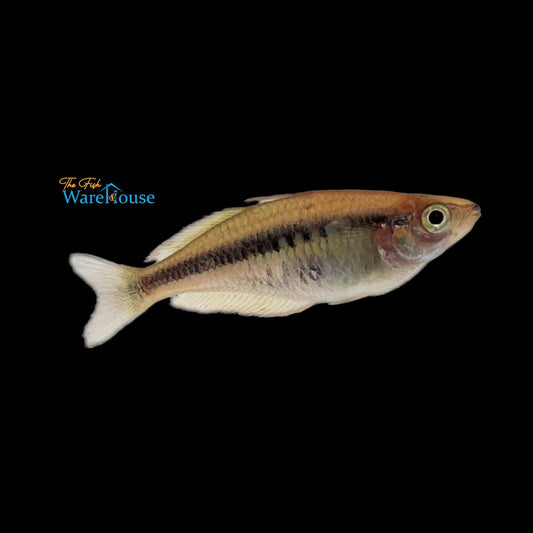 Alleni Rainbowfish 'Wapoga' (Chilatherina alleni)