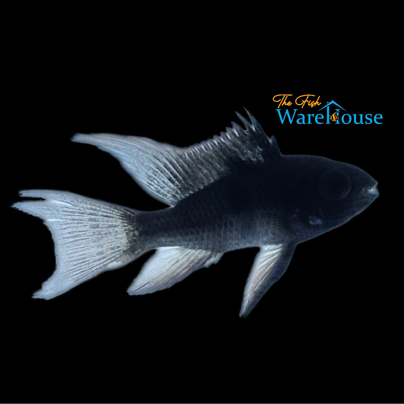 Longfin Black German Ram (Mikrogeophagus ramirezi 'German Black' longfin)