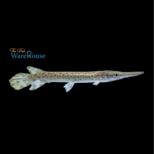 Alligator Gar (Atractosteus spatula)