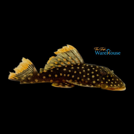 Big Spot Gold Nugget Pleco L177 (Baryancistrus xanthellus)