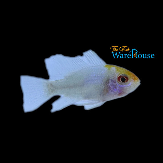 Platinum German Ram (Mikrogeophagus ramirezi 'Platinum')