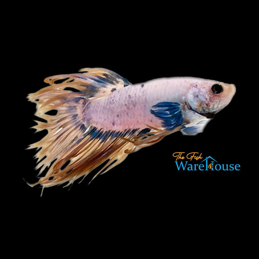 Dumbo Crowntail Betta - Male (Betta splendens)