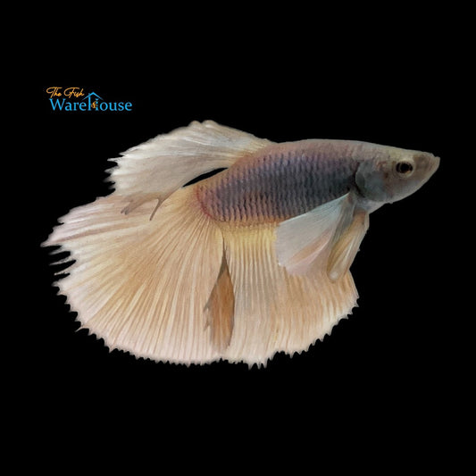 Dumbo Halfmoon Betta - Male (Betta splendens)