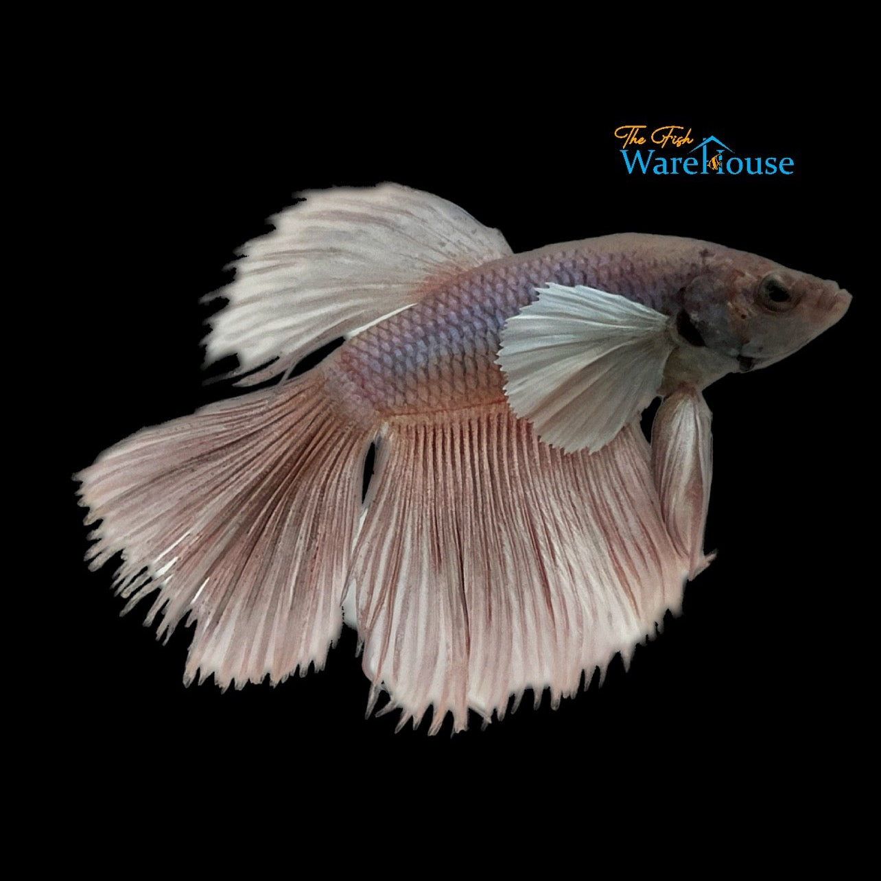 Dumbo Halfmoon Betta - Male (Betta splendens)