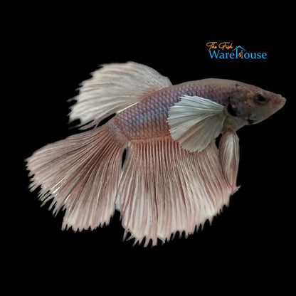 Dumbo Halfmoon Betta - Male (Betta splendens)