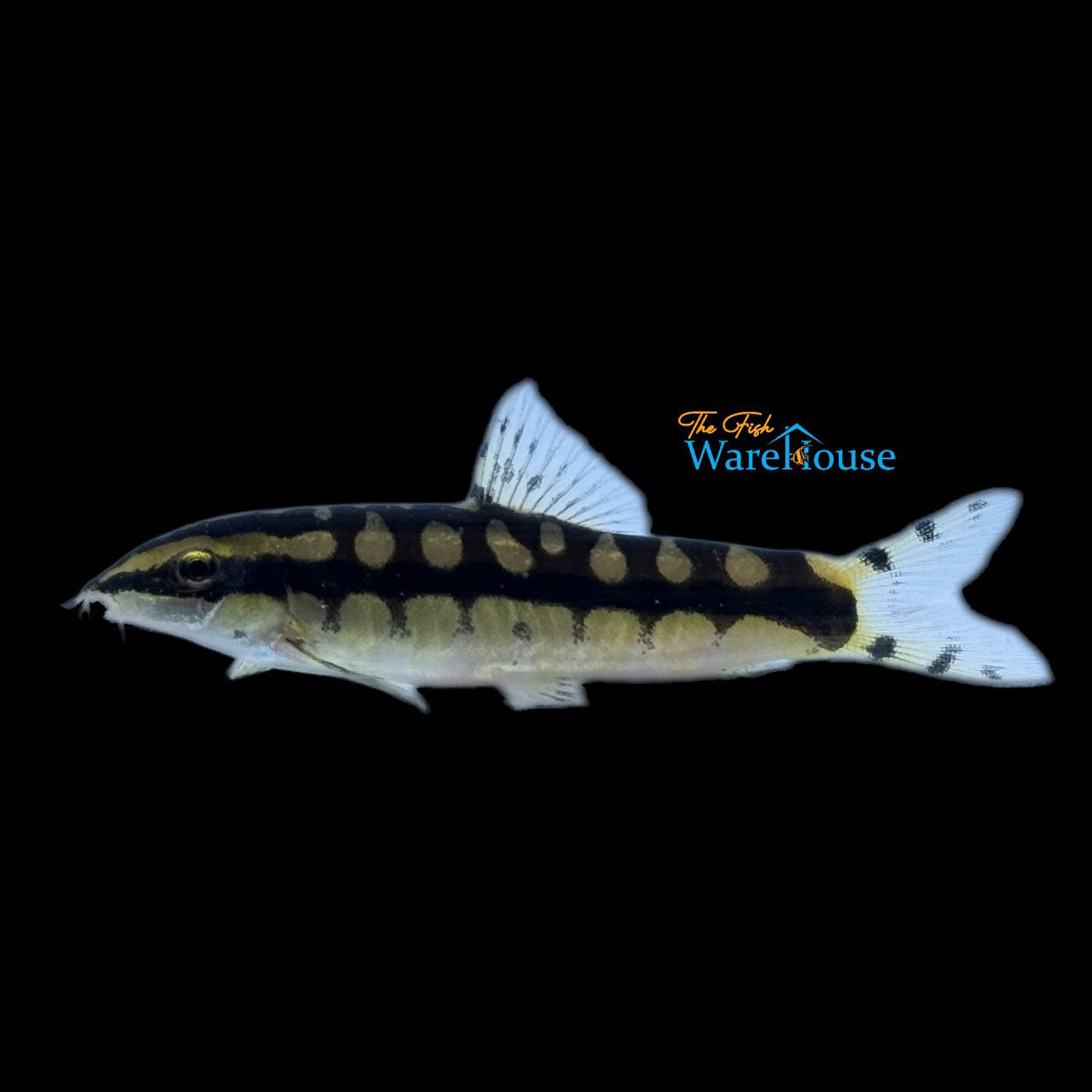 Dwarf Chain Loach (Ambastaia sidthimunki)