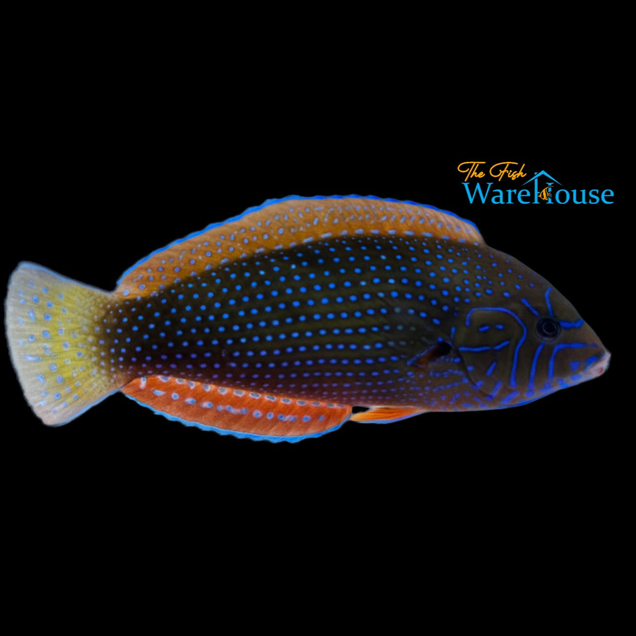 Blue Spotted Tamarin Wrasse (Anampses caeruleopunctatus)