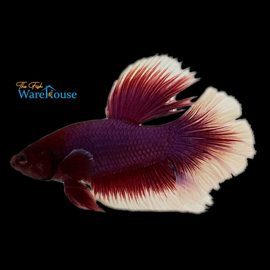 Dumbo Halfmoon Plakat Betta - Male (Betta splendens)