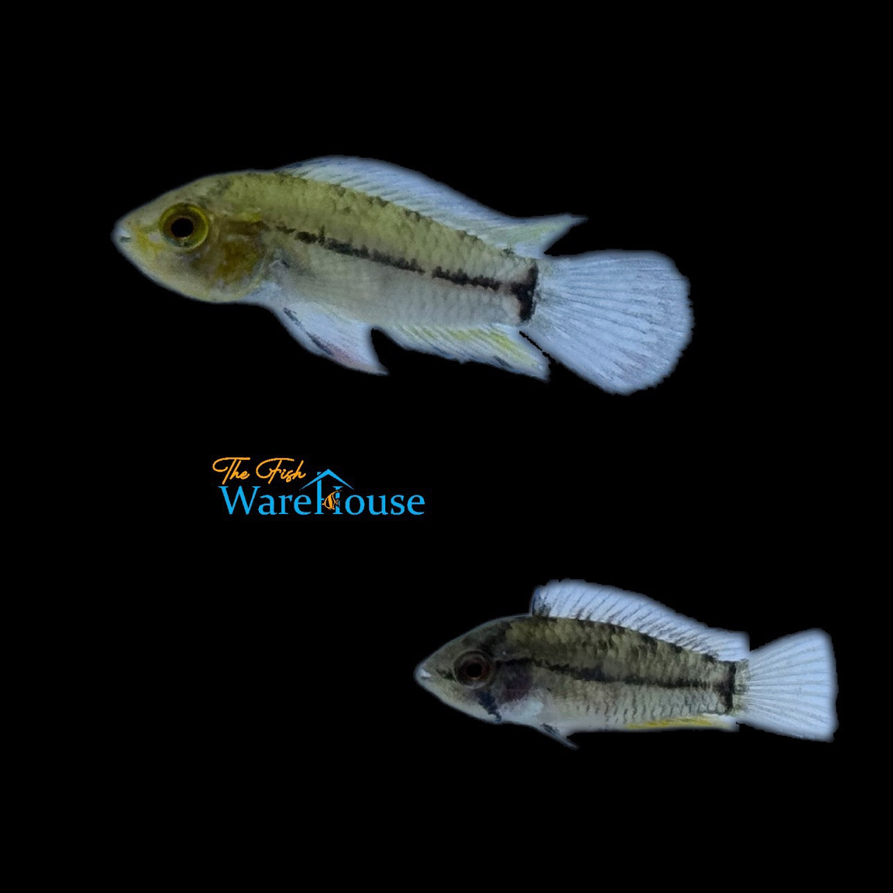 T-Bar Apisto. (Apistogramma pucallpaensis)