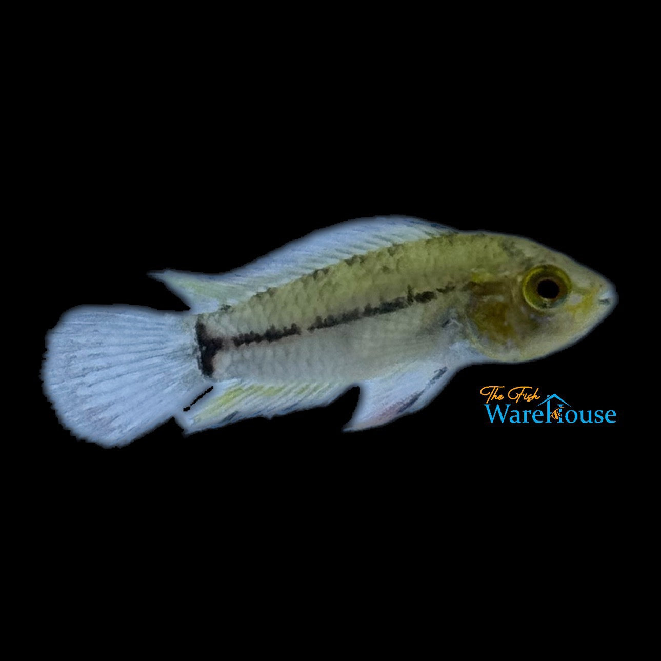 T-Bar Apisto. (Apistogramma pucallpaensis)