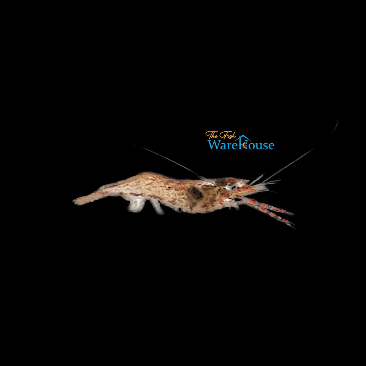 Bigclaw Prawn Shrimp (Macrobranchus carcinus)