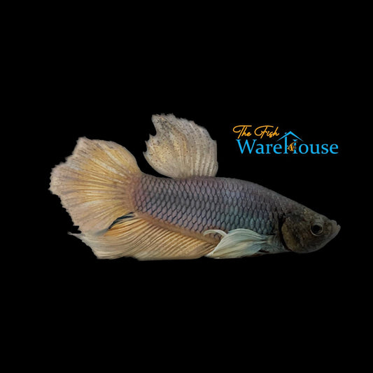 Dumbo Plakat Betta - Male (Betta splendens)