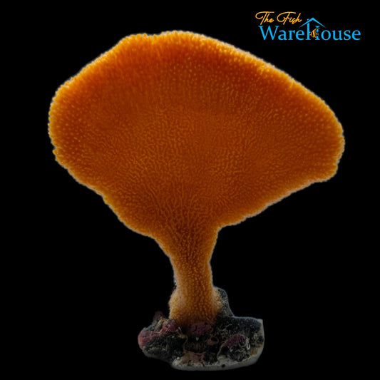 Orange Fan Sponge (Clathria rugosa)