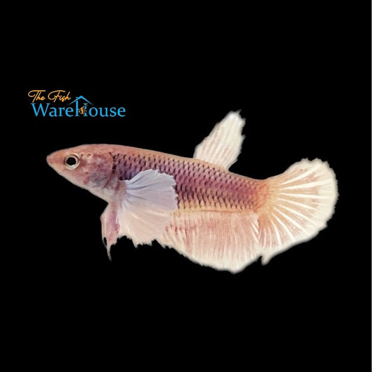 Dumbo Super Delta Betta - Female (Betta splendens)