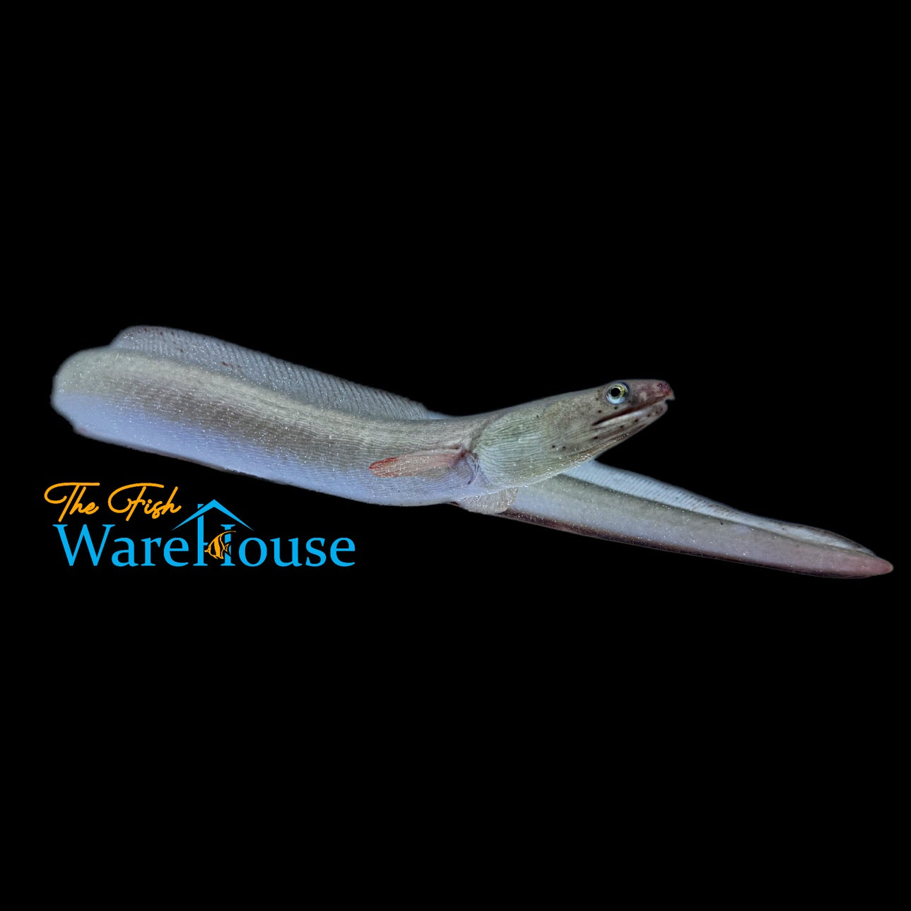 Conger Eel (Conger oceanicus)