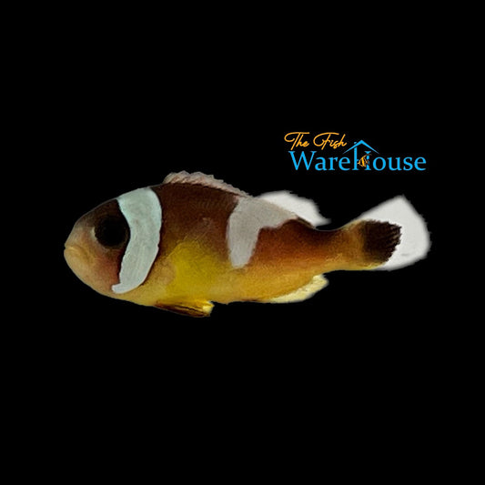 Black & Yellow Saddleback Clownfish (Amphiprion polymnus)