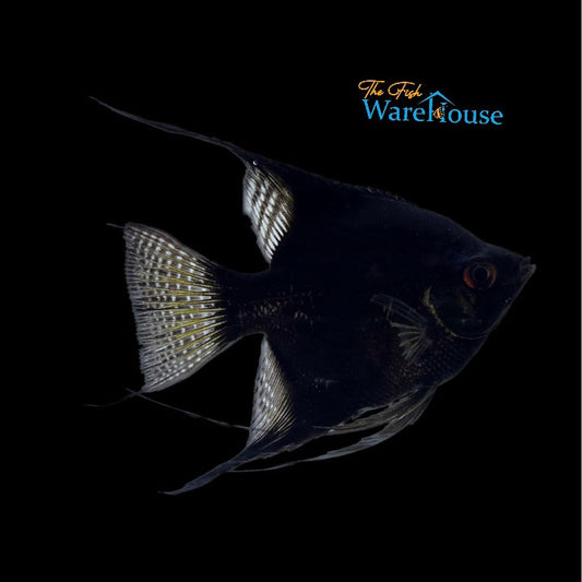 Black Angelfish (Pterophyllum scalare)