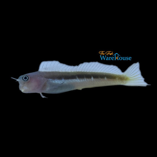 Striped Bicolor Blenny (Ecsenius bicolor var)