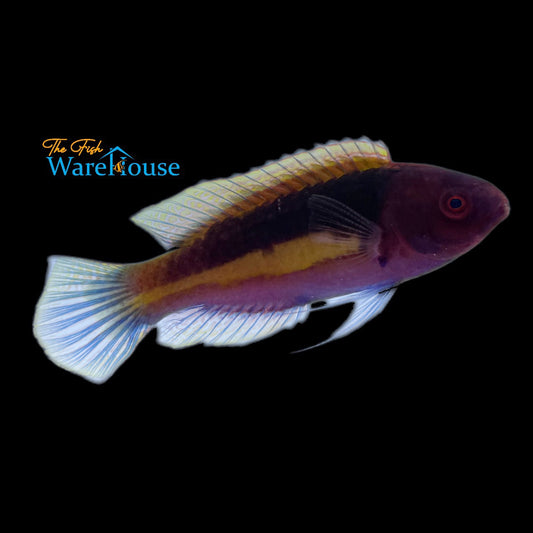 Velvet Multicolor Fairy Wrasse (Cirrhilabrus luteovittatus)