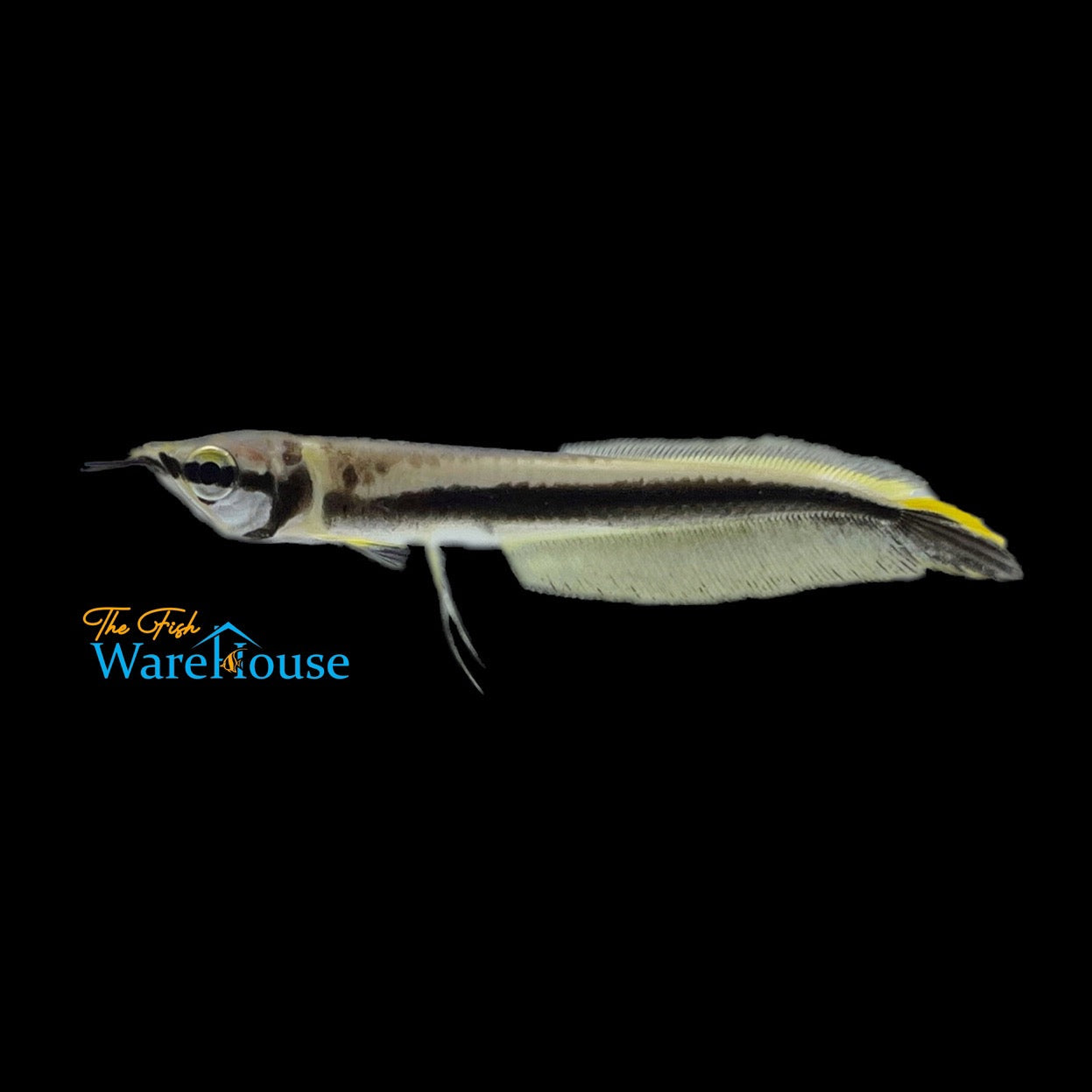 Black Arowana (Osteoglossum ferreirai)