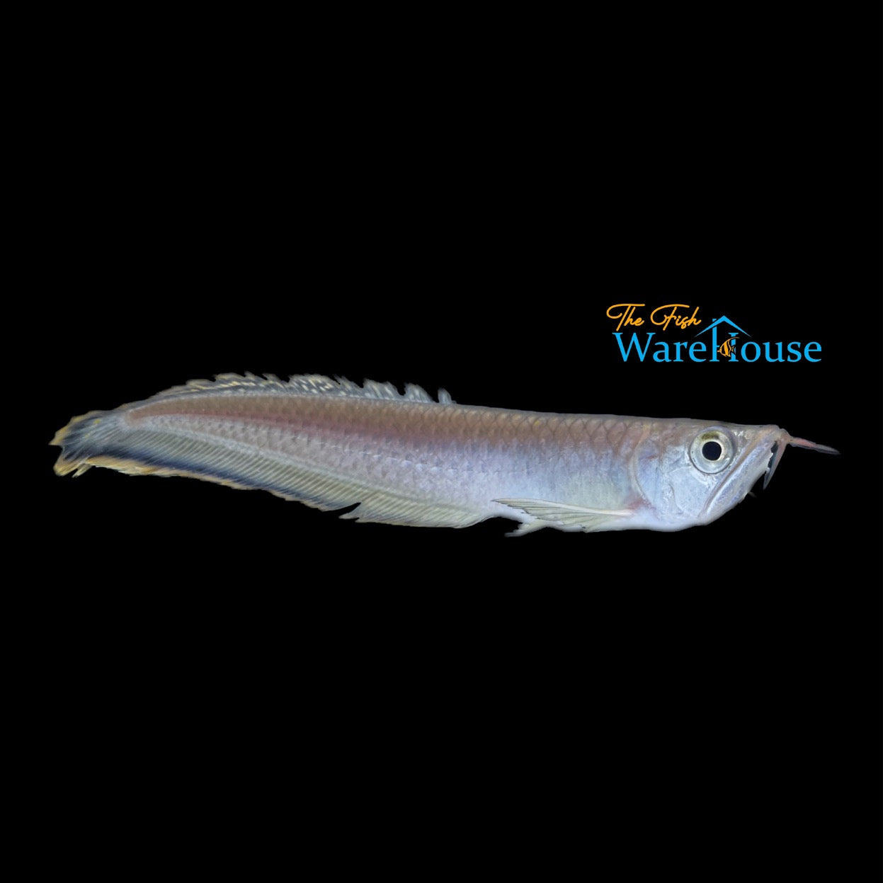 Black Arowana (Osteoglossum ferreirai)