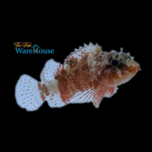 Rama Rao's Scorpionfish (Scorpaenopsis ramaraoi)